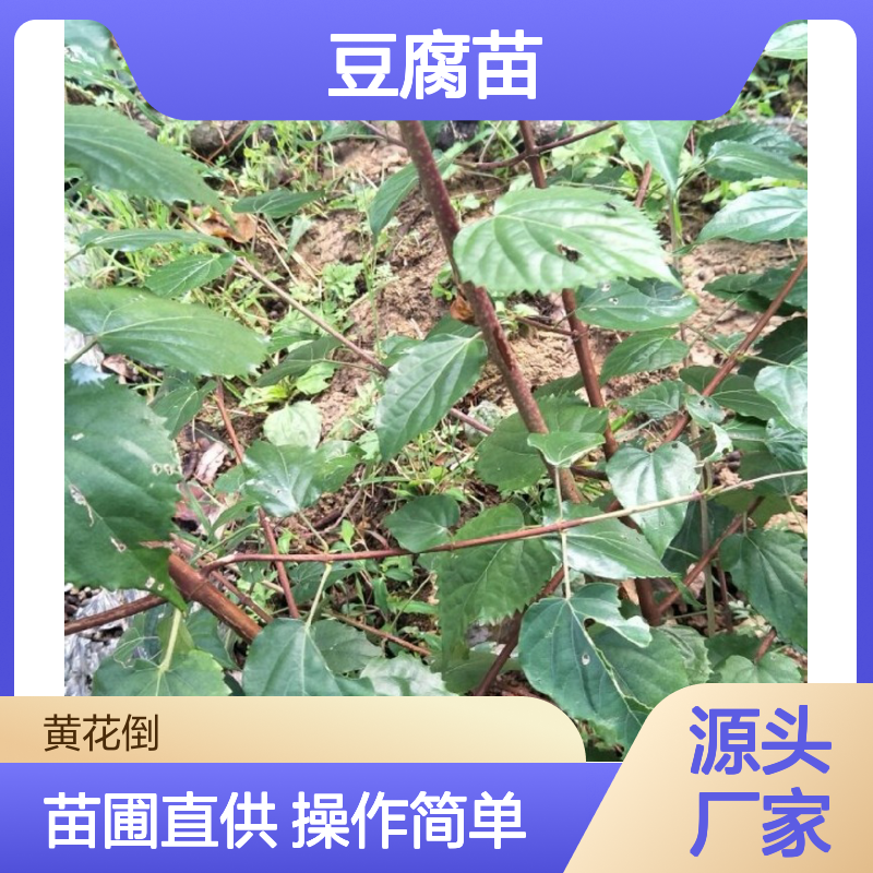 豆腐苗扦插繁殖苗圃直供 成活率高 生长旺盛 分枝众多