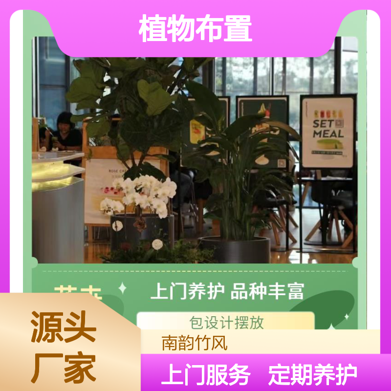 绿植租赁 用植物布置提升会议室的氛围与活力指南 南韵竹风