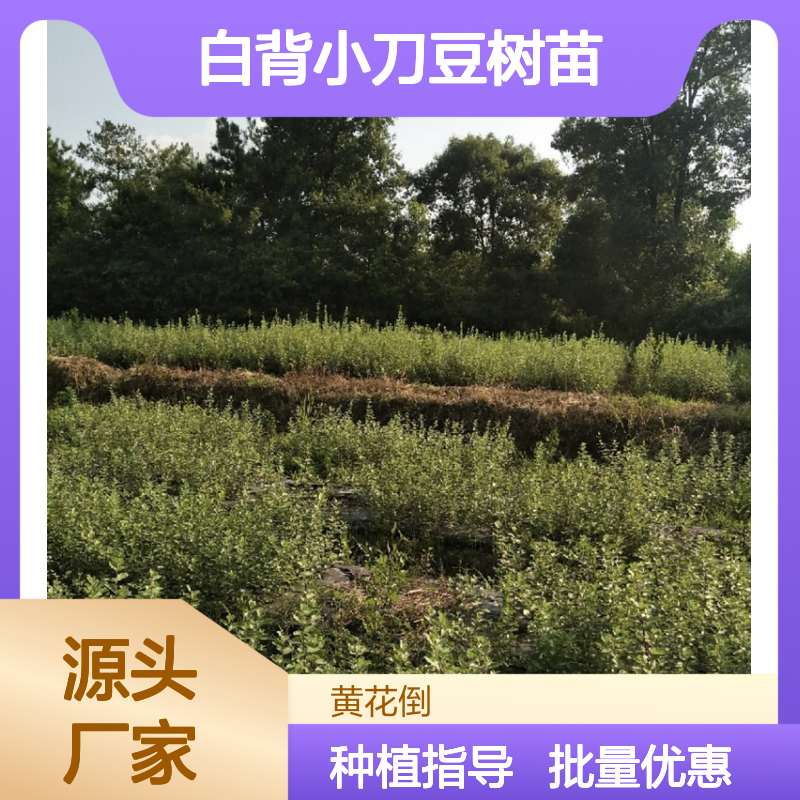 白背小刀豆树苗 批发基地直供 适应性强 管理简单