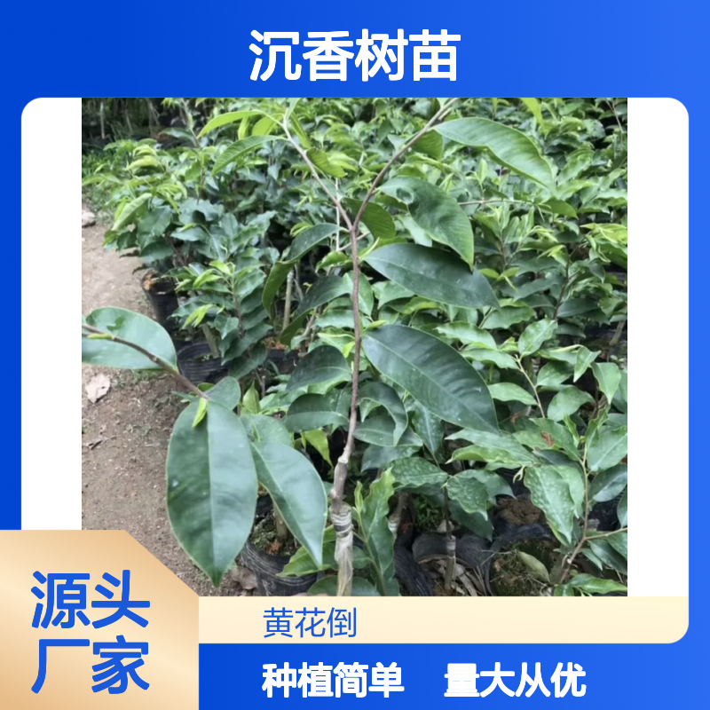 精选沉香树苗 种植指导 成活率高 直供批发 货源充足