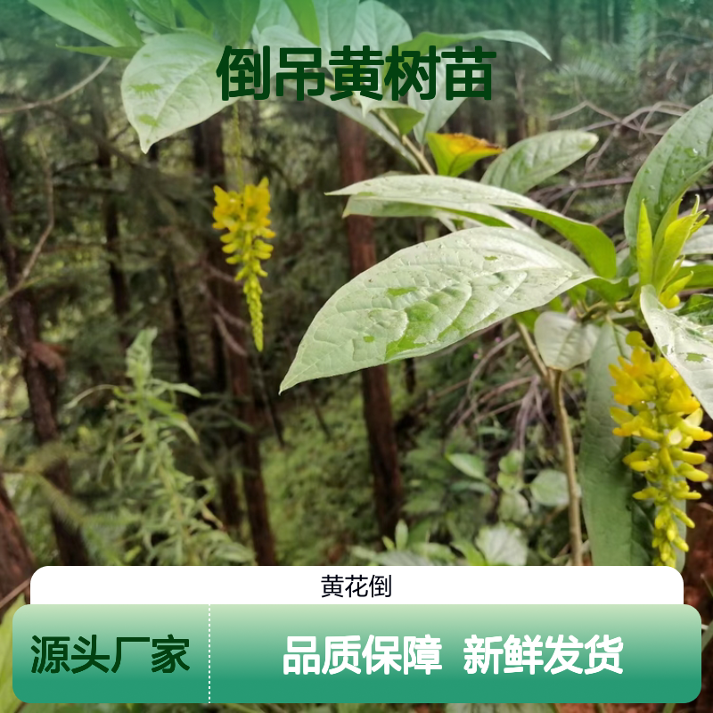 倒吊黄树苗 亚热带常绿灌木 成活率高 根系发达