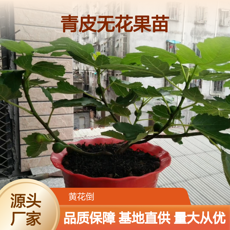 青皮无花果苗 基地直供果树苗木 耐旱易活 抗病力强