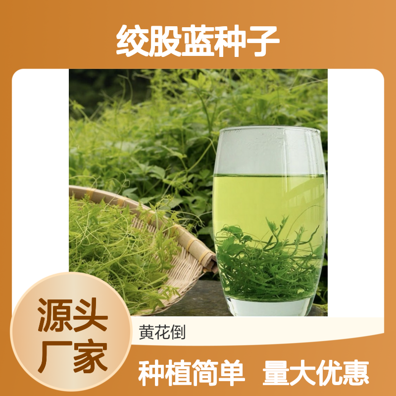 当年新采绞股蓝种子 自营基地直供技术指导 出苗率高