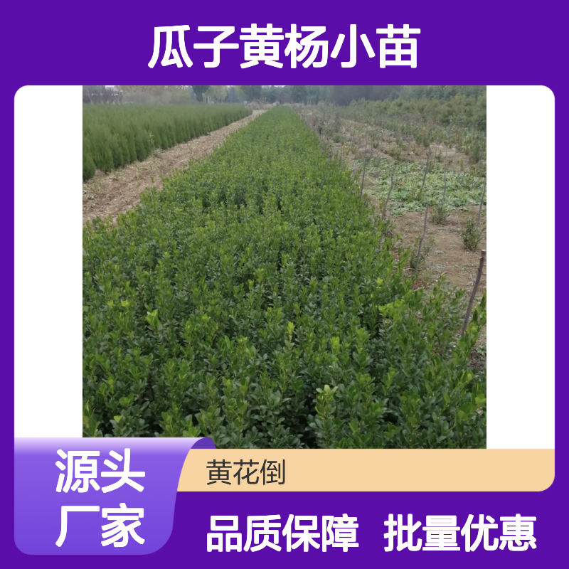 瓜子黄杨小苗 园林常绿灌木批发 易于养护 变种丰富