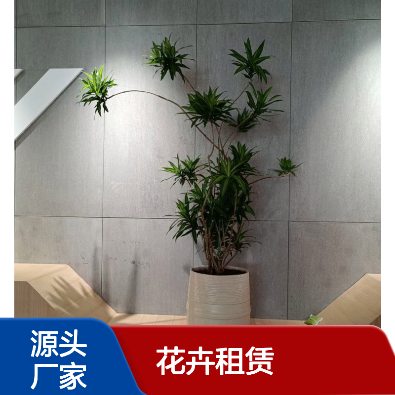 花卉租赁服务 南韵竹风厂家直供绿植 品种多样