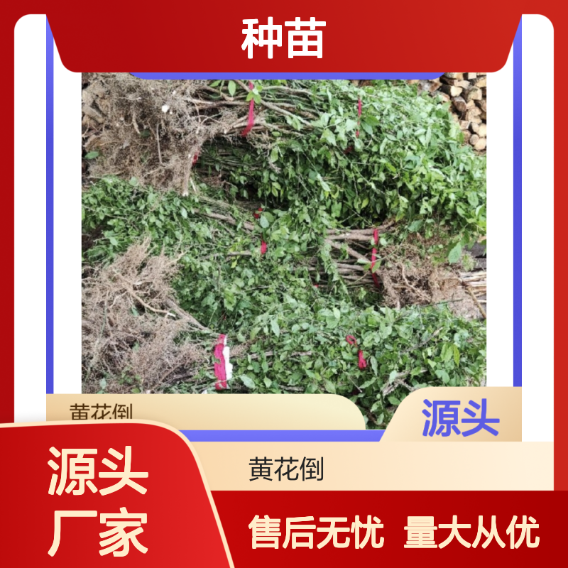 卫矛种苗扦插繁殖 园林绿化植被恢复 生态稳定