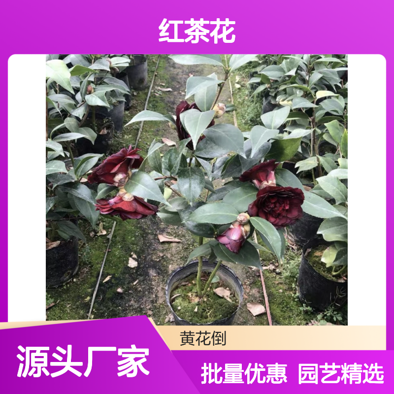 赤丹红茶花苗 批发种植 园艺优选 叶色浓绿 嫁接成活高