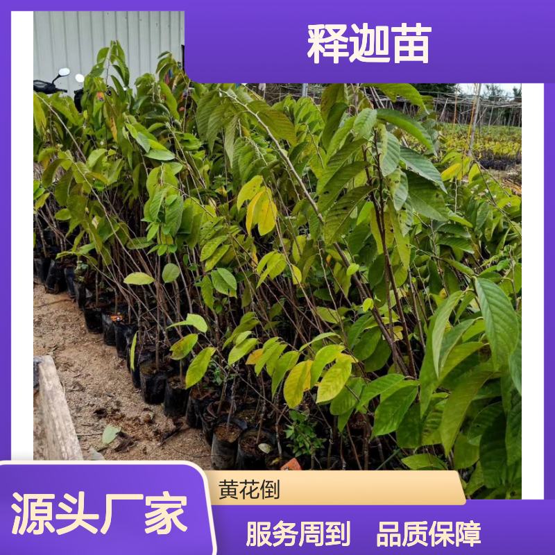 批发供应 释迦苗 园林果树优选 品种纯正 栽培技术