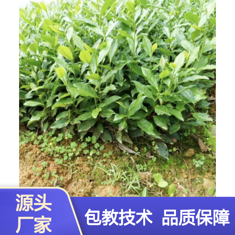 苗木合作社自营 肉桂茶营养杯苗 基地直发 品质纯正