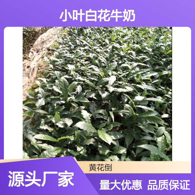 小叶白花牛奶树苗 批发基地直供 园林优选 正宗品种