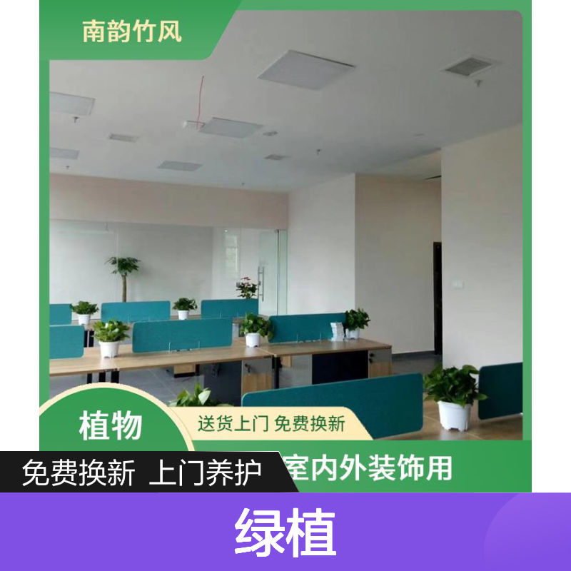 花卉租赁 写字楼盆栽出租 常见绿植及养经验 南韵竹风