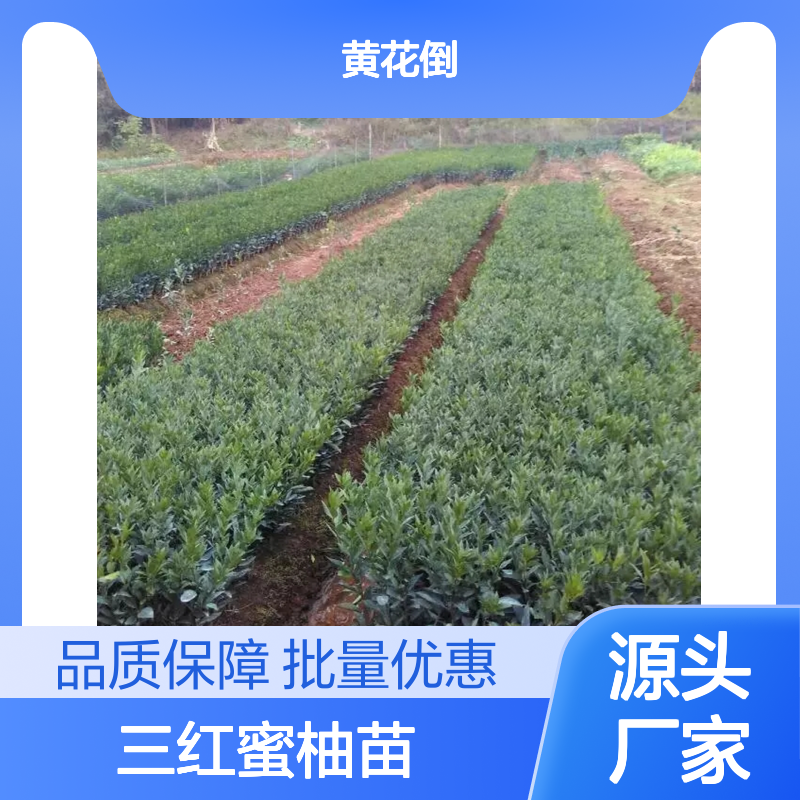 三红蜜柚苗 产地直供果树苗 品质优良 成活率高