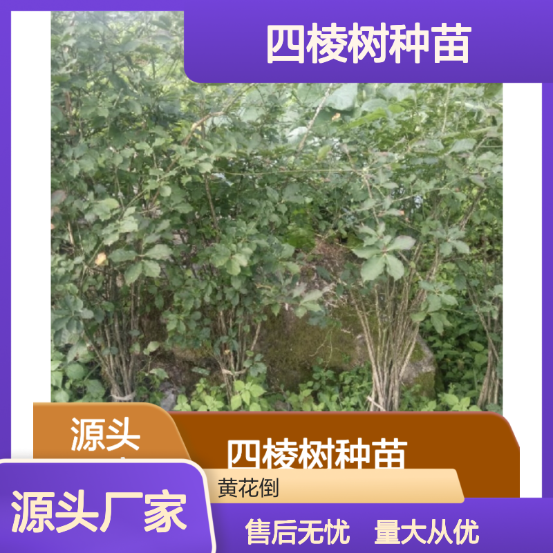 四棱树种苗 百亩基地直供 管理简便 适应性强