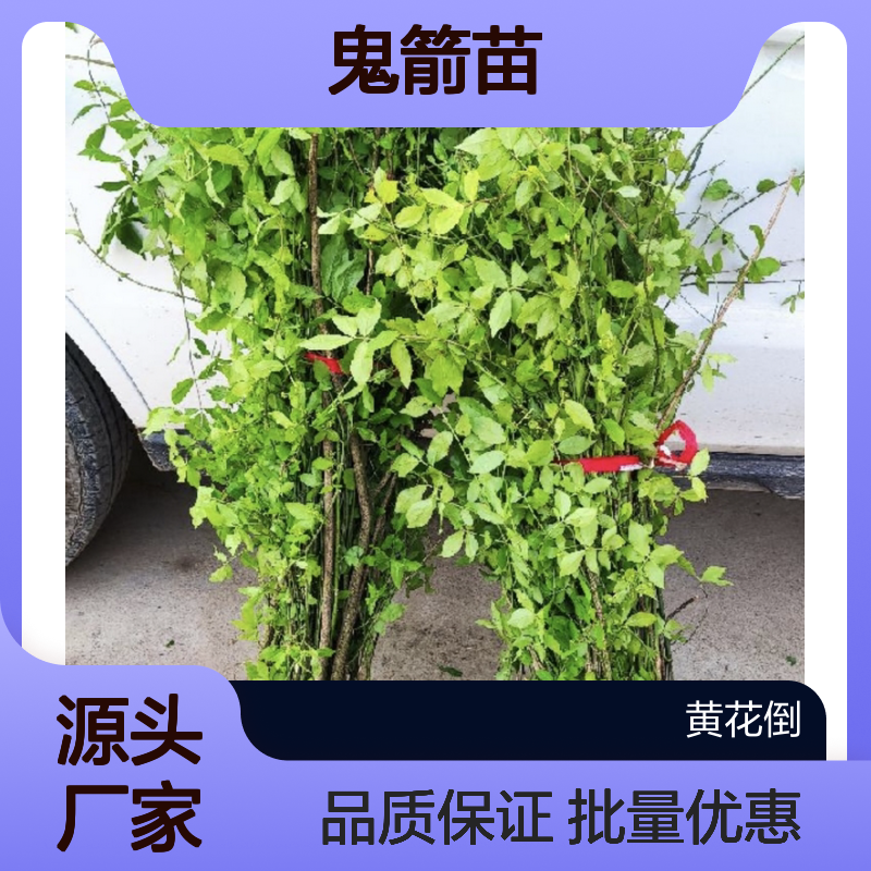 精选鬼箭苗 主产区供应 园林种植优选 生长旺盛
