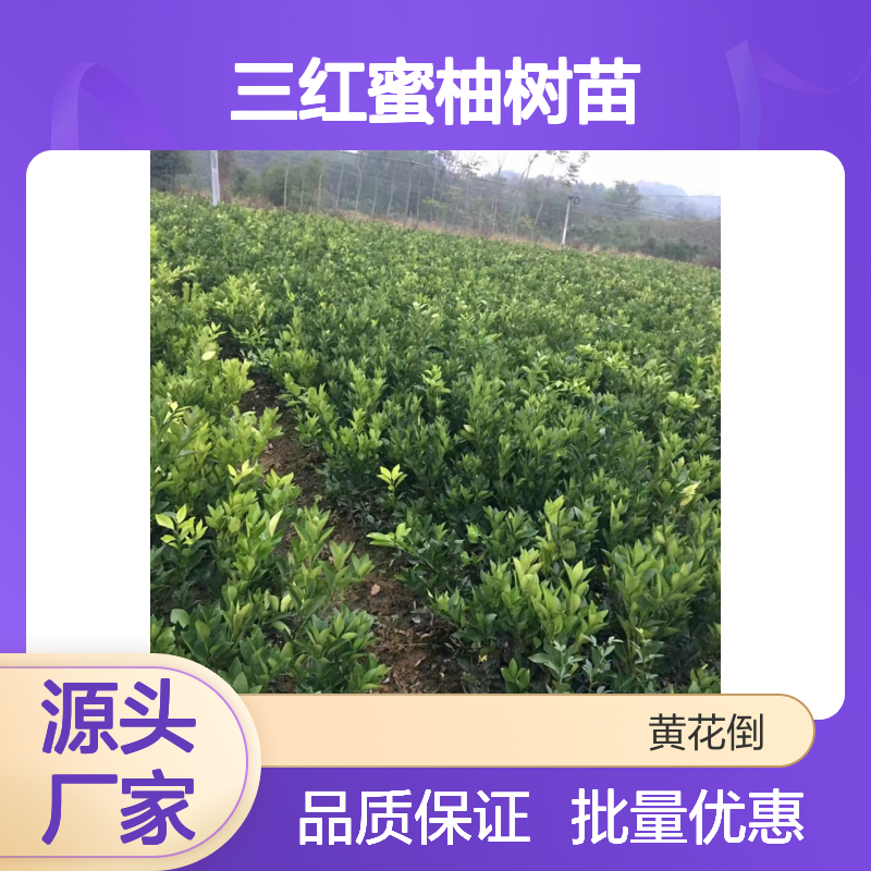 精选三红蜜柚树苗 批发优选 基地直供 成活率高