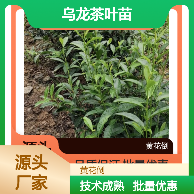 乌龙茶叶苗 百年传承 品质茶苗 园林优选 生长健壮