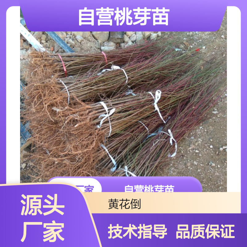 苗木合作社自营桃芽苗 全程技术指导十几年苗木培育经验