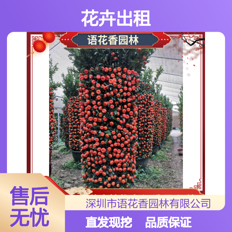 年桔金桔树盆景 羊奶桔绿植 花卉出租 适合开业乔迁新居摆放