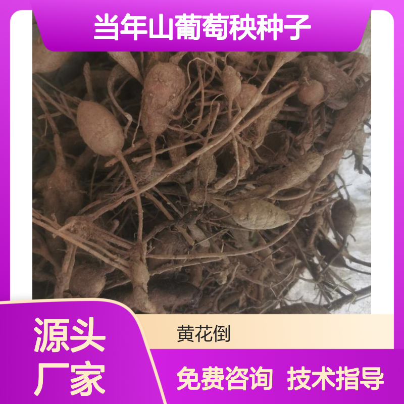 新采收当年山葡萄秧种子 苗木合作社自营免费技术指导