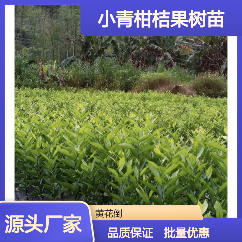 小青柑桔果树苗 优质大种油身品种 独立排灌 有机施肥