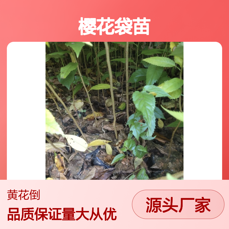山樱花袋苗 批发基地直供 园林优选 百亩种植 生长旺盛