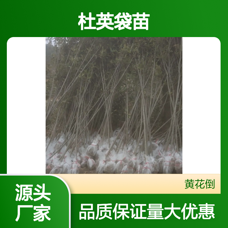 杜英袋苗基地直供 绿化优选树种 成活率高 生长迅速