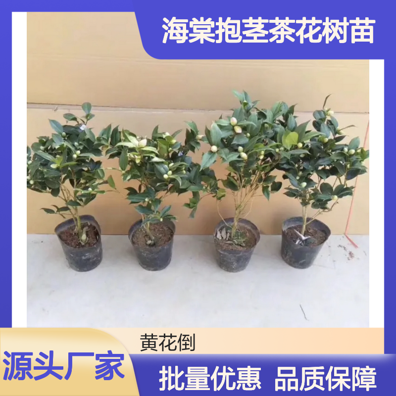 海棠抱茎茶花树苗 孤植绿化优选 品种丰富 易于栽培