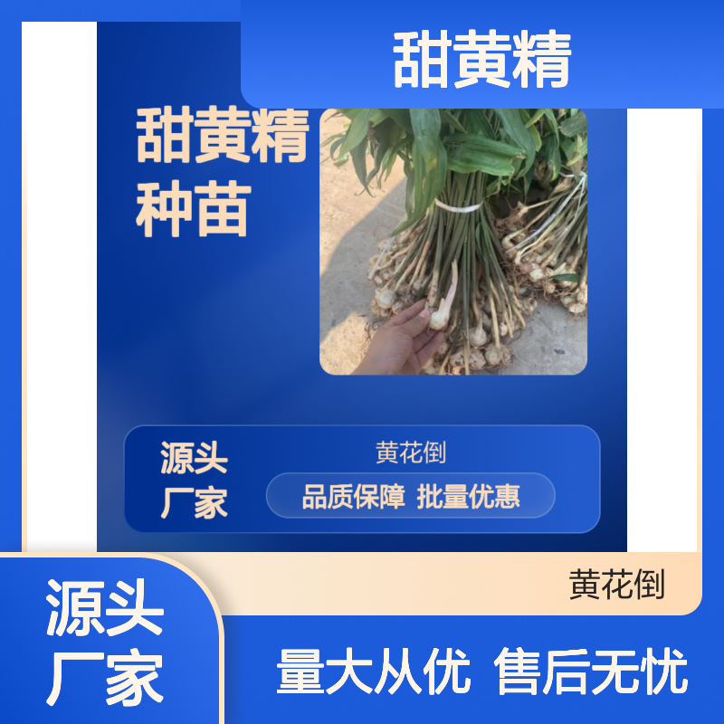甜黄精种苗 批发供应 补气养阴 药材优选 健脾润肺