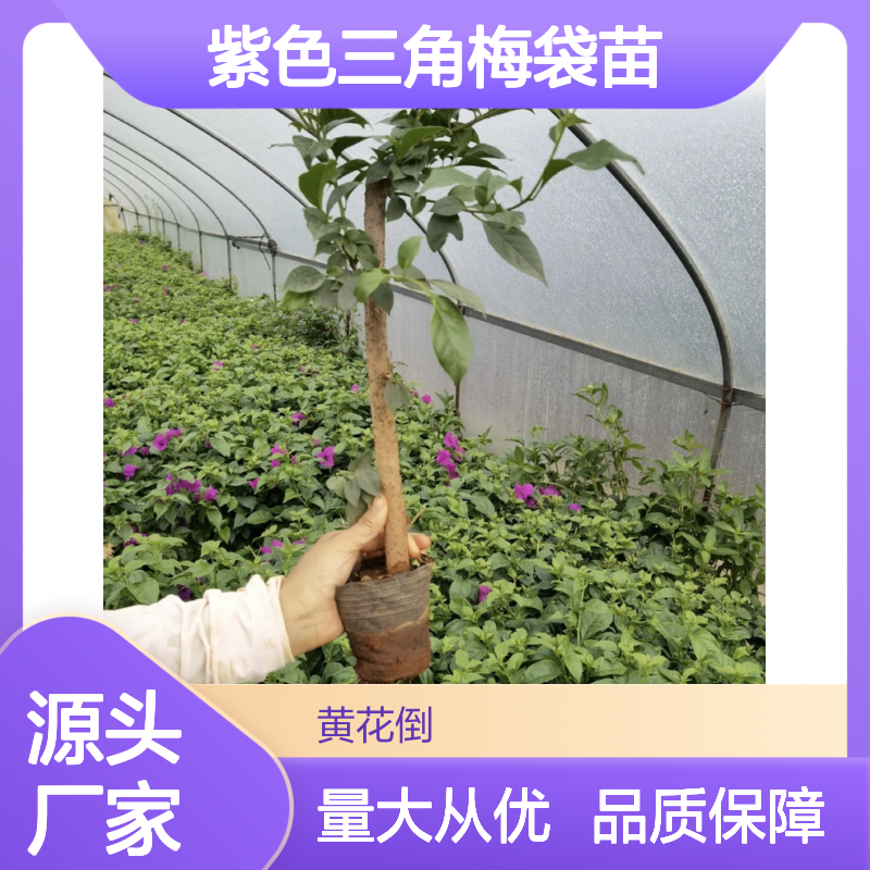 紫色三角梅袋苗 基地直供 批发优选 易于扦插 生长旺盛