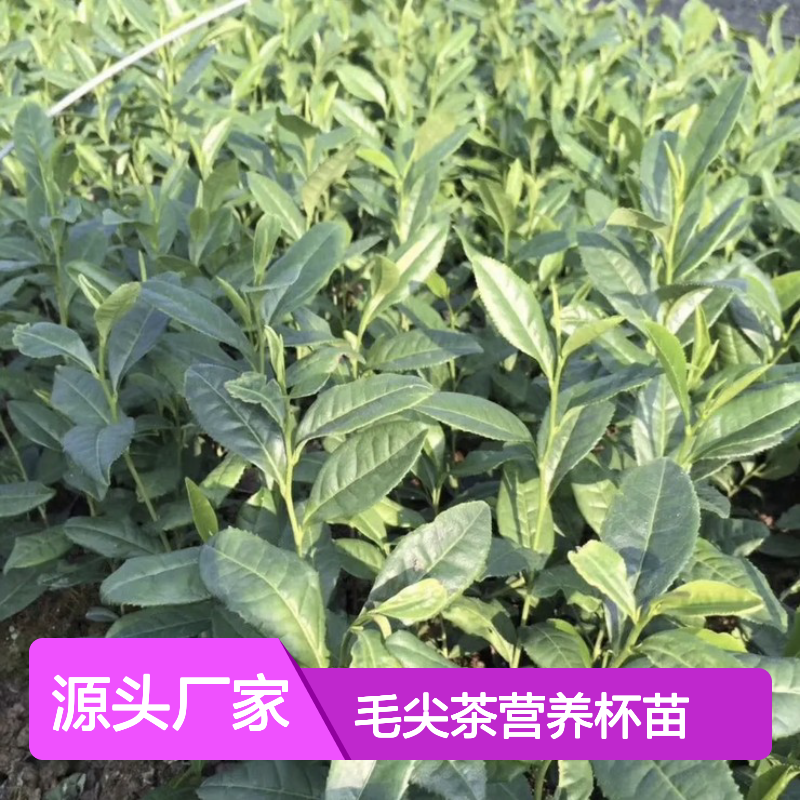苗木合作社自营 毛尖茶营养杯苗 产地直供 品质保证