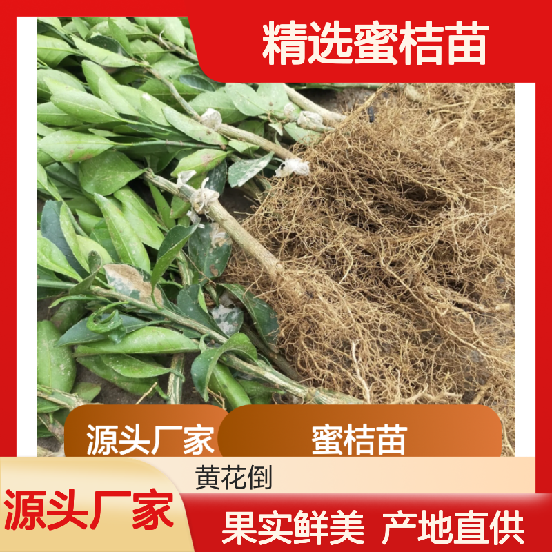 精选蜜桔苗 批发种植 皇室贡品品质 产地直供 果实鲜美