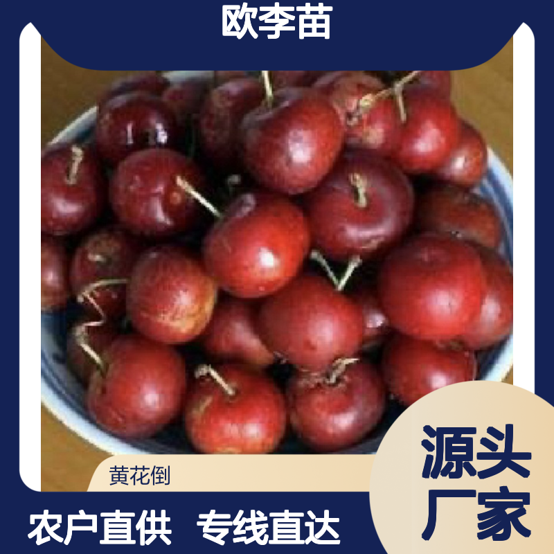 农户直供欧李苗 购买数量达到要求全国专线车直达送货