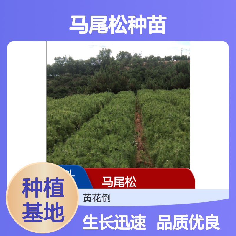 马尾松种苗 种植基地直供 品质优良 生长迅速 适应性强