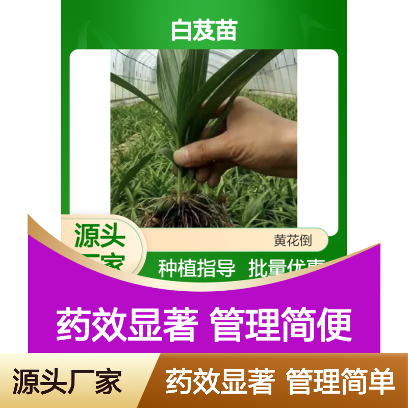白芨苗种苗 优质兰科植物 适应性强 管理简单 药效显著