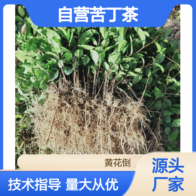 苗木合作社自营 苦丁茶小杯苗 基地直发 品质纯正