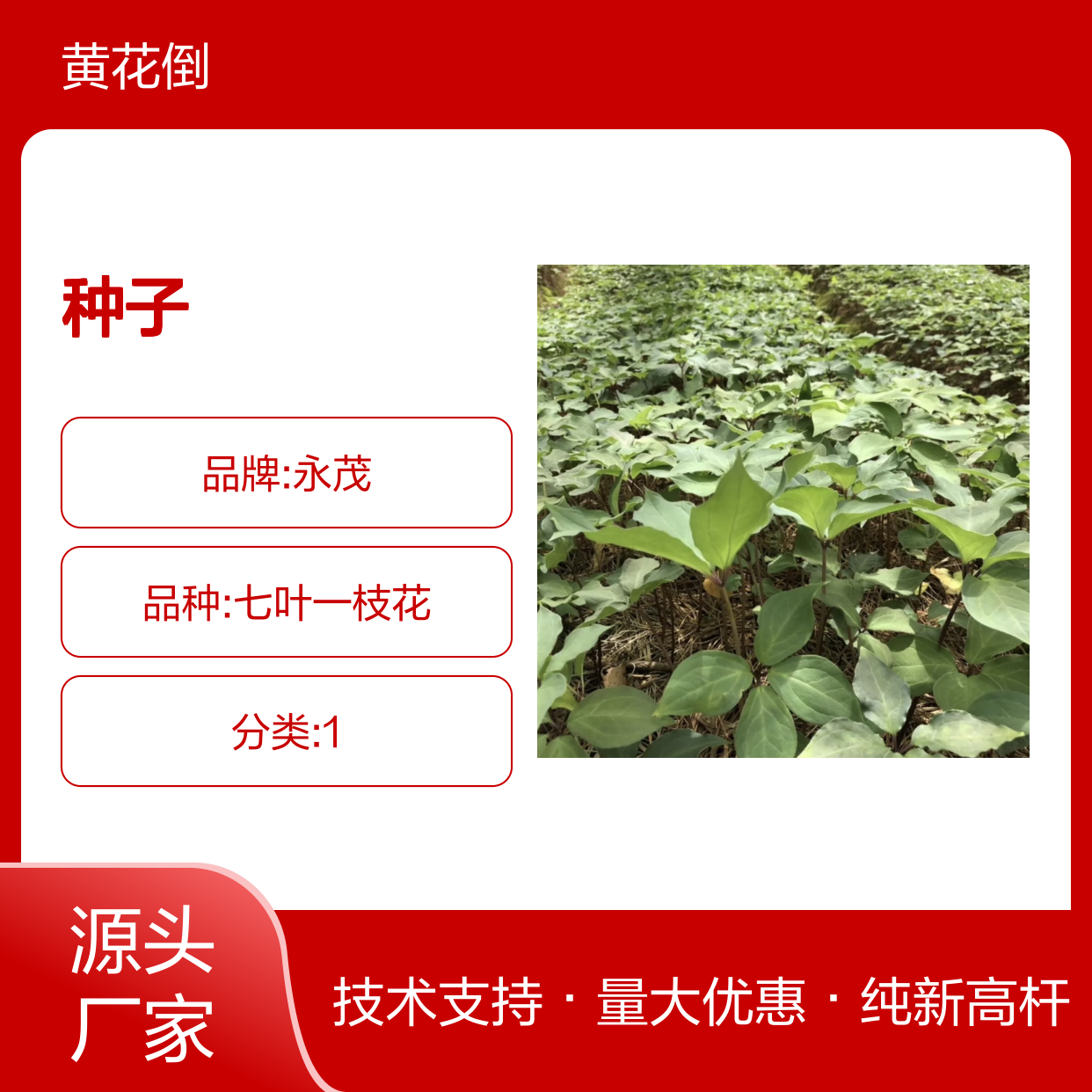 当年纯新高杆重楼种子 自营基地提供种植技术