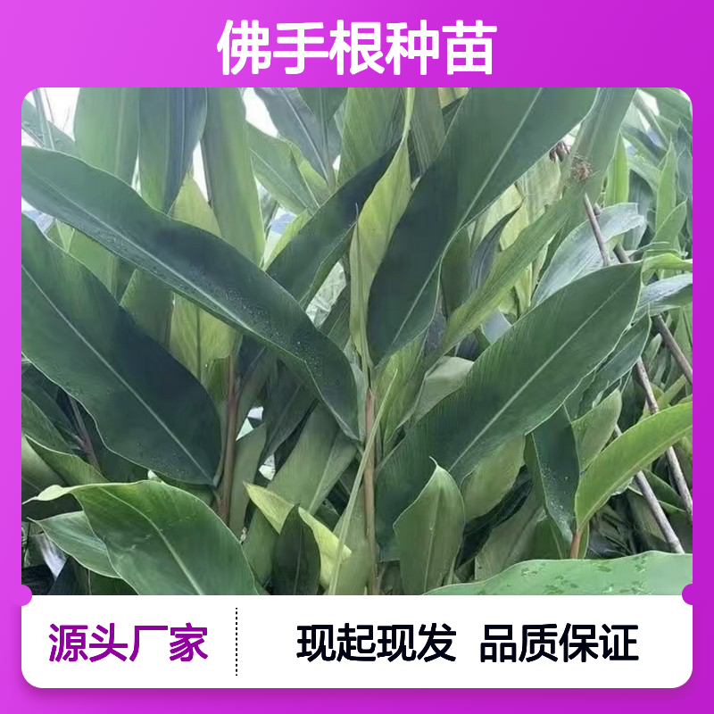 现起现发佛手根种苗 多年生根系发达成活高规格齐全