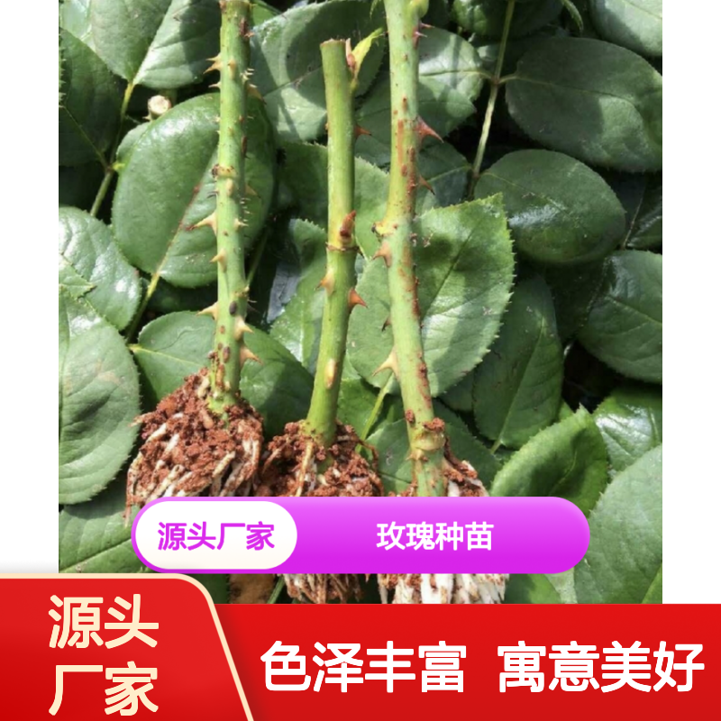 玫瑰种苗基地 直供多色玫瑰苗 园林种植佳品 象征爱情