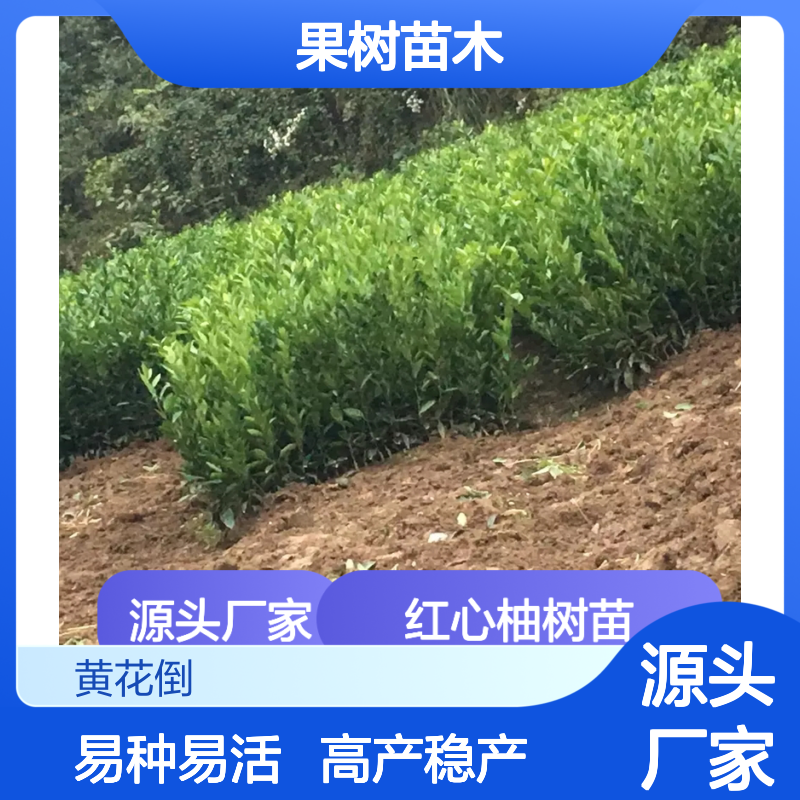 红心柚树苗 优质果树苗木 高产稳产 易种易活 抗病性强