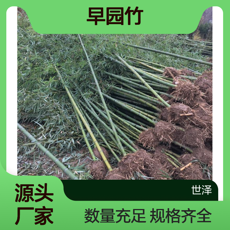 早园竹 沙竹 雷竹 竹子 四季常青 规格全 数量大 主打产品