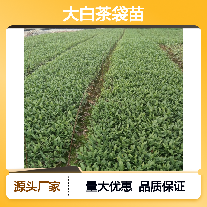 大白茶袋苗 园林绿化优选 产地直供 售后无忧