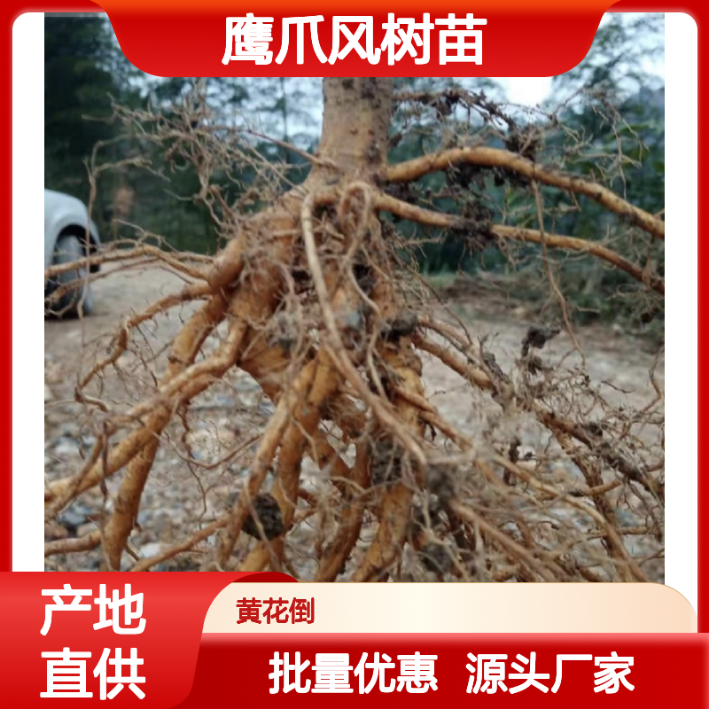 鹰爪风树苗 批发基地直供 常绿灌木 生长迅速 适应性强