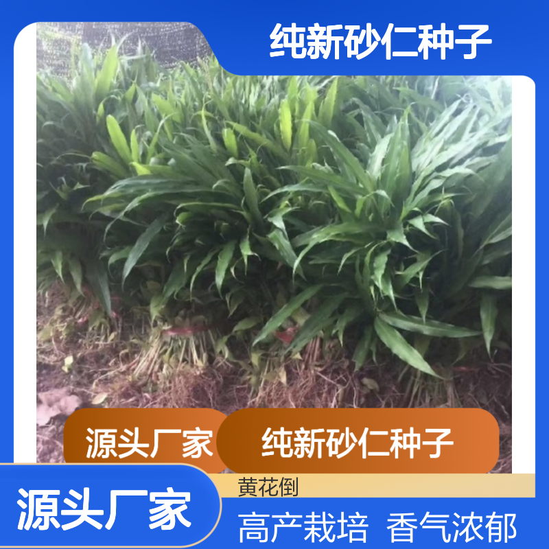 当年纯新砂仁种子 砂仁种植技术指导 饱满健壮