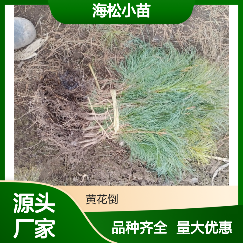 基地批发海松小苗 品种齐全质量保证根系发达种植好管理