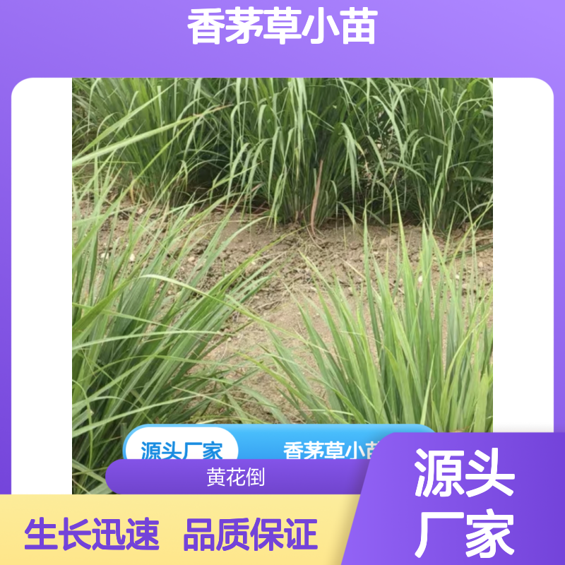 香茅草小苗 百亩种植主产区直供 方法详解 生长迅速