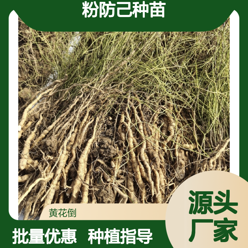 粉防己种植园 批发种苗 多年生草本 基地直供 品质优良