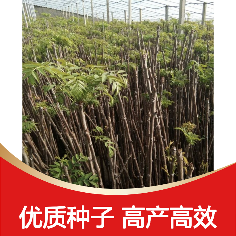 当年新收菜椿种子 产地一手货源免费技术指导