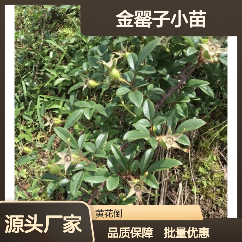 金罂子小苗 基地直供 常绿灌木 药用价值 易于养护