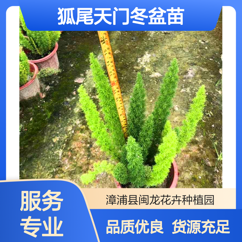 闽龙花卉 狐尾天门冬盆苗 30cm高绿植 灌丛地被苗 漳 州产货源足