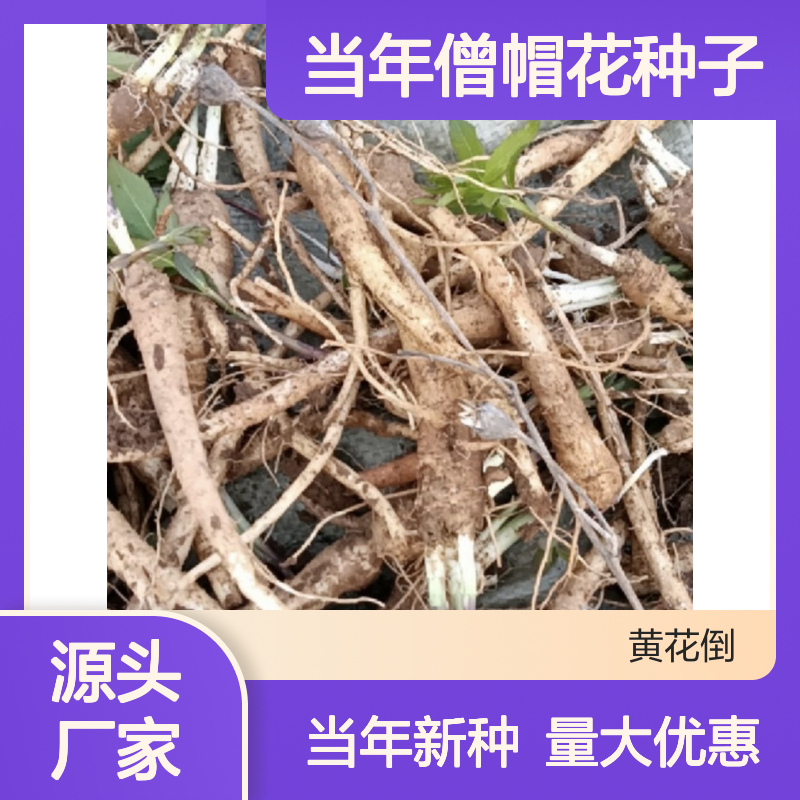 新采收当年僧帽花种子 苗木合作社自营免费技术指导
